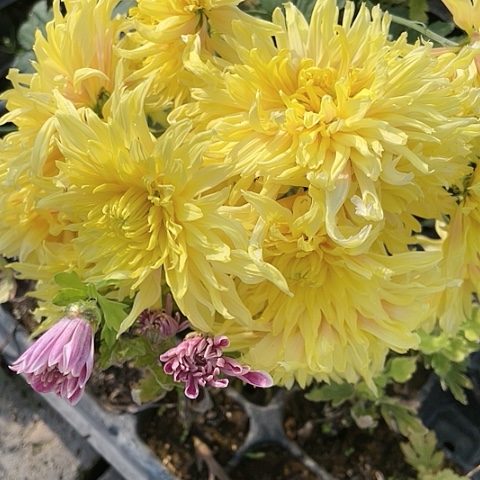 完全开放一物一拍tt1015