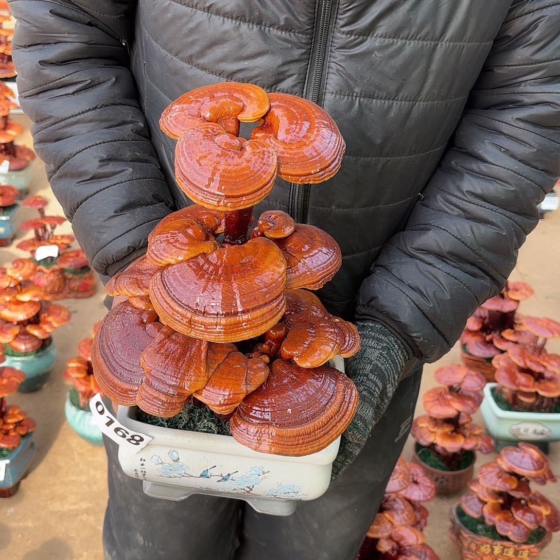 无花朵灵芝是我国著名植物