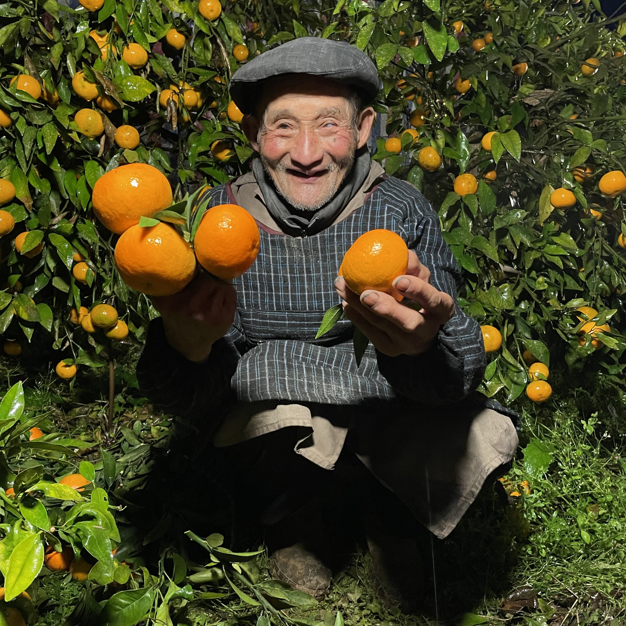 爷爷家的新鲜沃柑 高山现摘当季孕妇水果桔子 甜蜜多汁