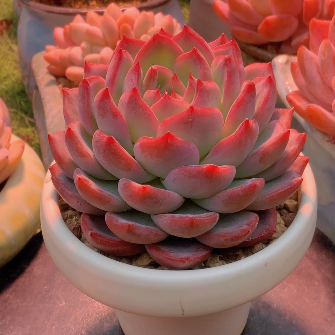 韩版红鸾单头一颗68