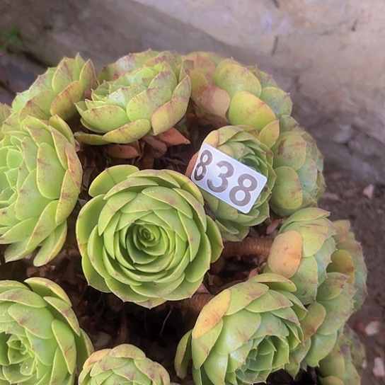 L***O多肉植物一个撕拉碗