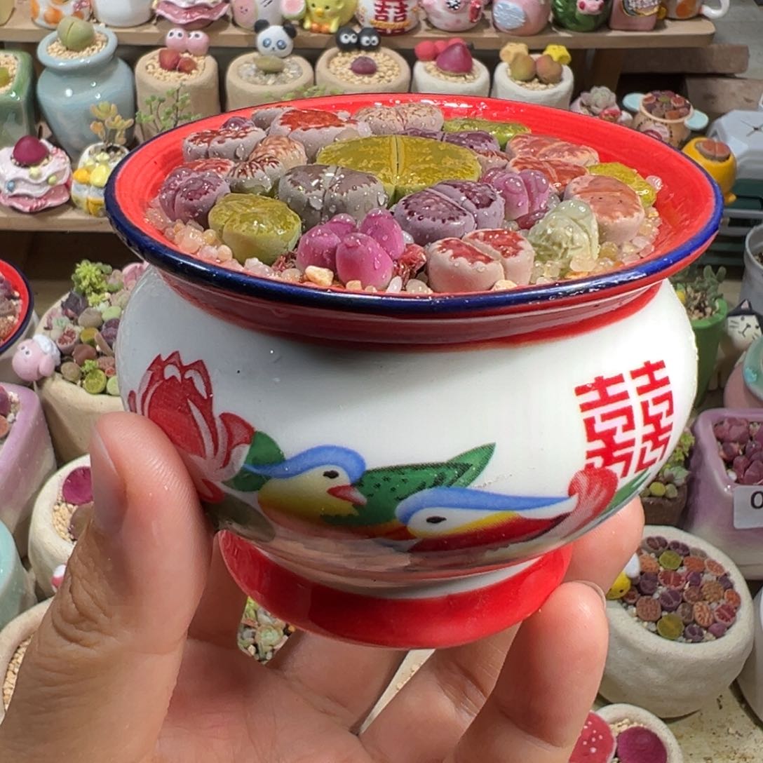 多肉植物70号喜盆