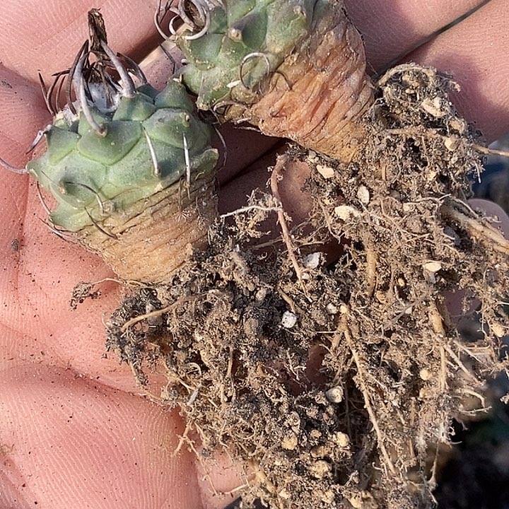 19娇丽升云龙两个一组