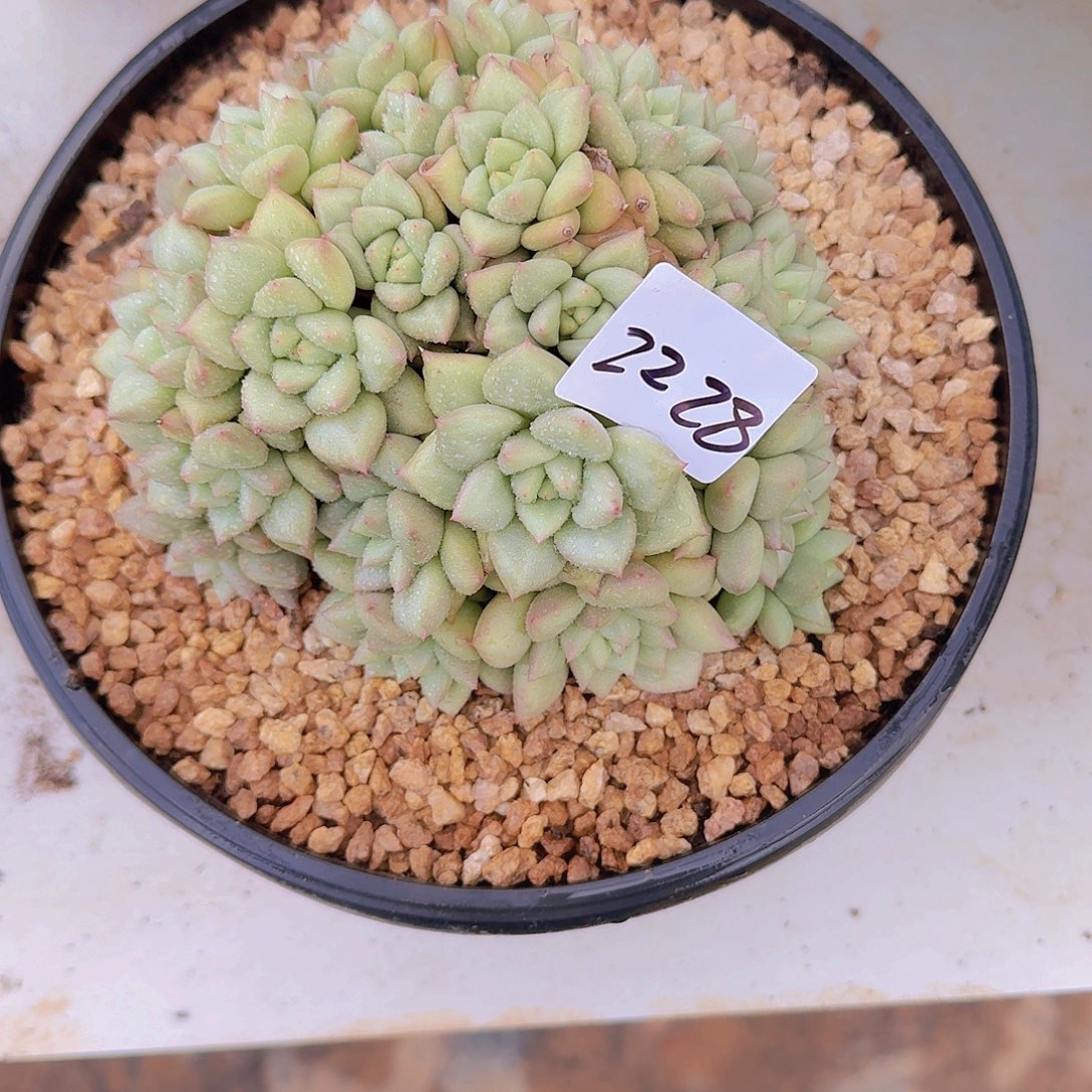 Z***L2228黄金象牙多肉植物