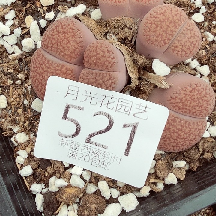 这个点睡一回521哈哈