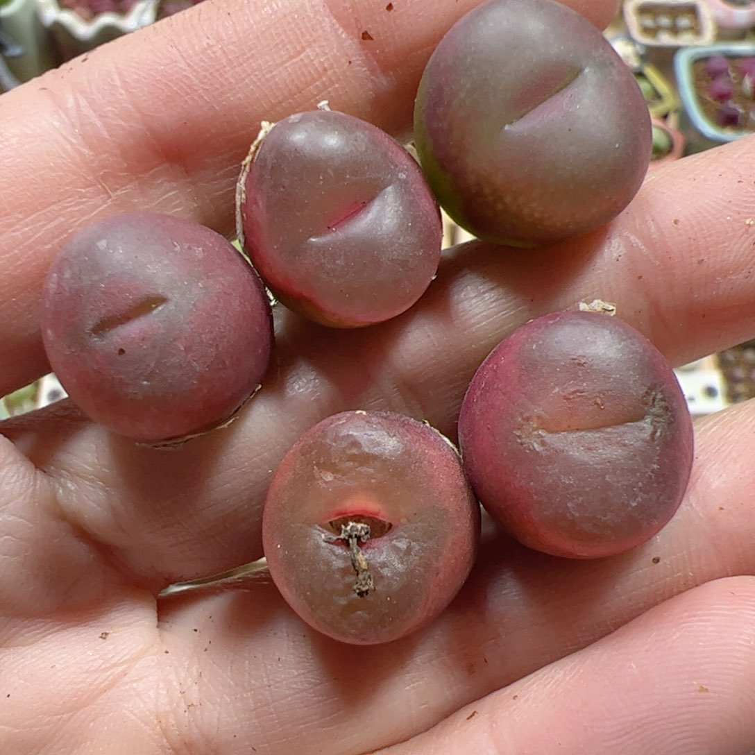 【闪购商品】256 吕氏x5