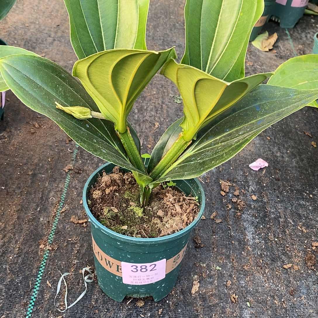 好****t木本花卉382