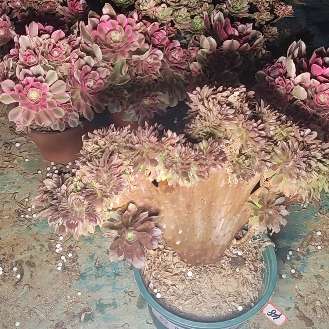 40娜迦女王缀化法师故事法师故事