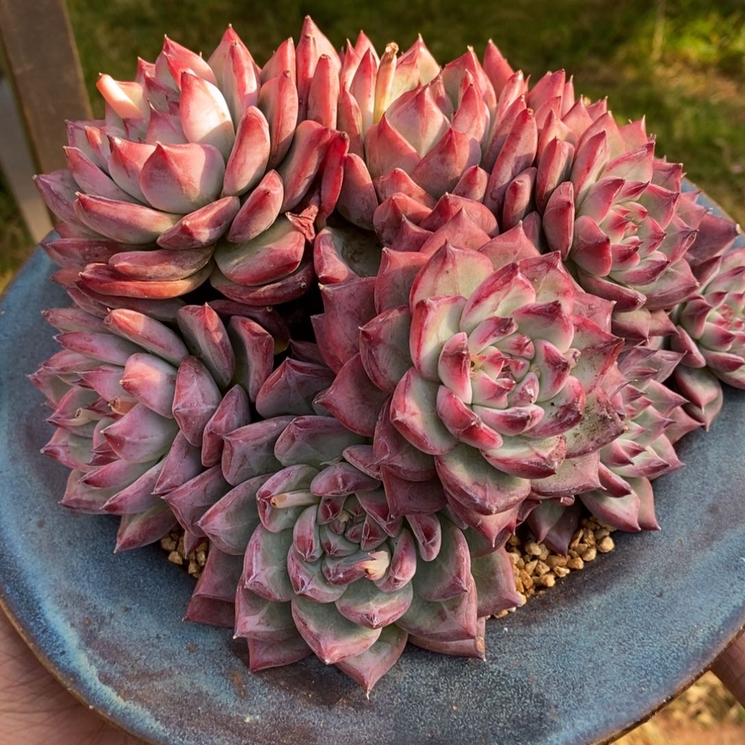 无花朵一物一拍，精品多肉