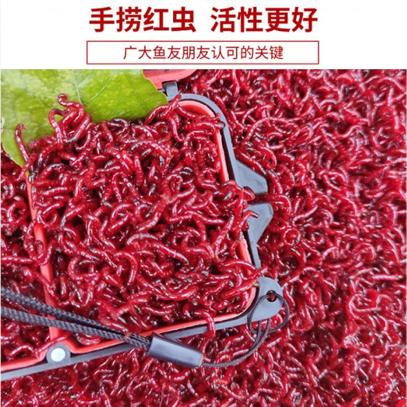 【拉饵中小号】中小号净虫不带土鲜活整斤拉饵肉夹馍红虫活饵