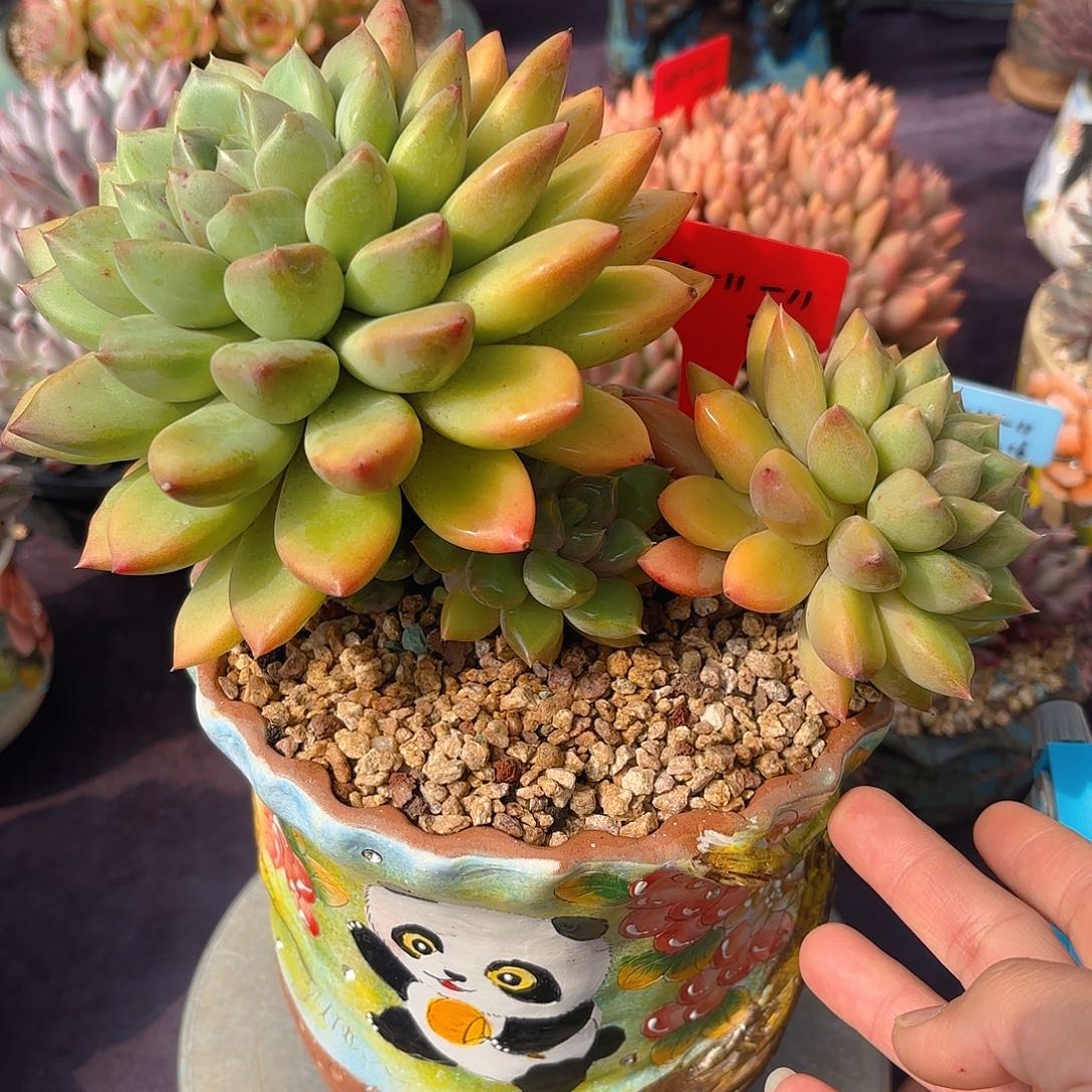 多肉植物脱土包邮
