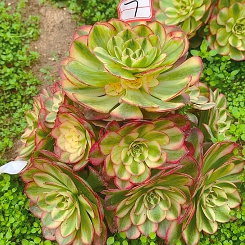 倾摇捧花老桩法师7链接