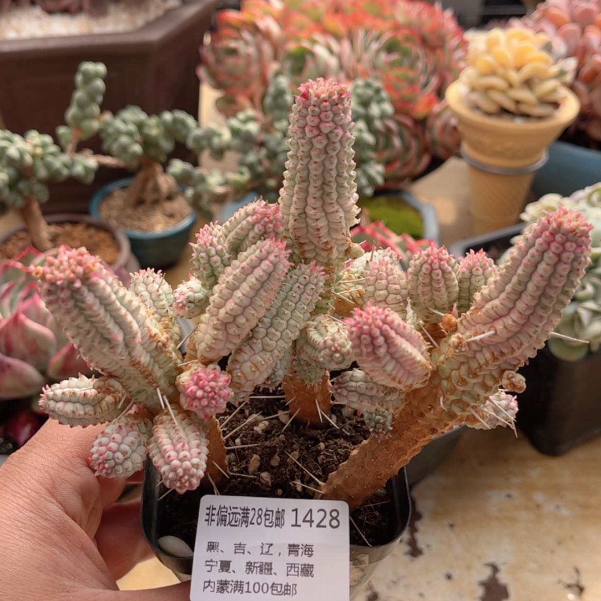 【闪购商品】1428白化麒麟