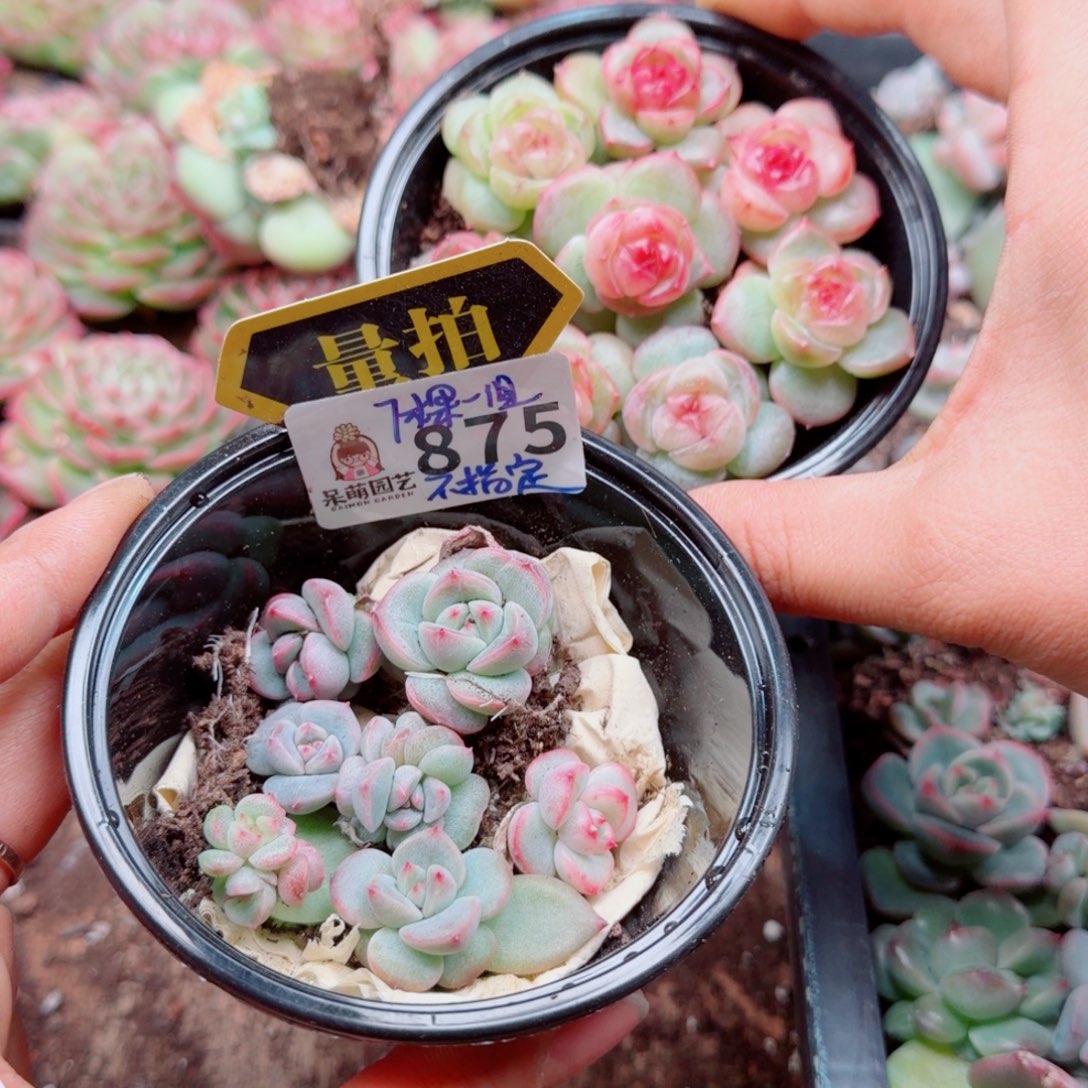 多肉植物多肉植物