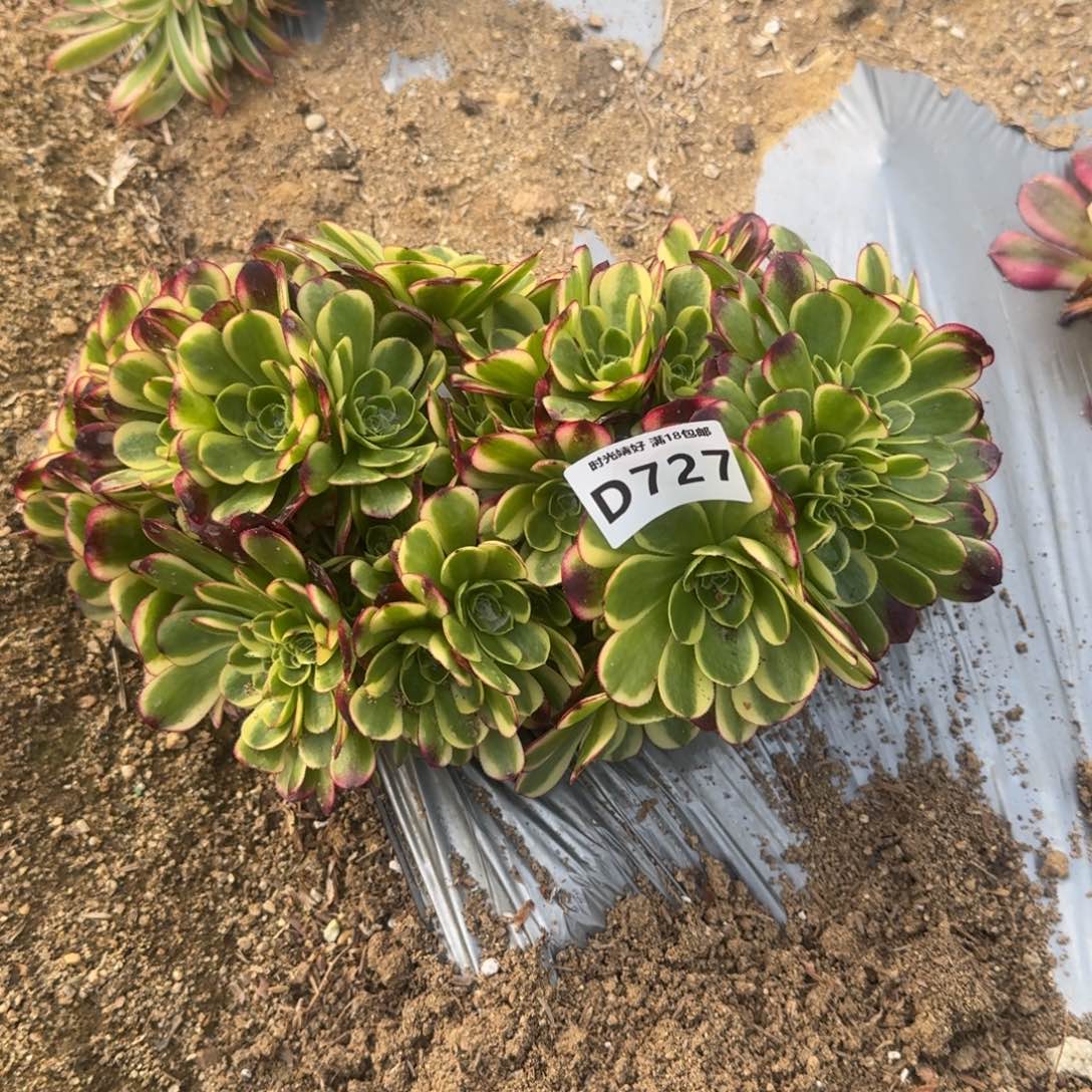 727奶白缀多肉植物