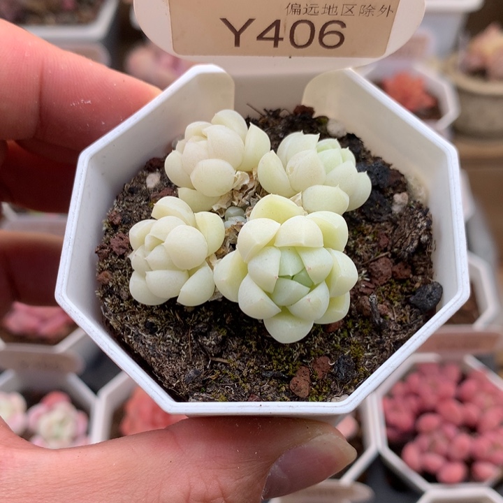 0406白月光4.5厘米