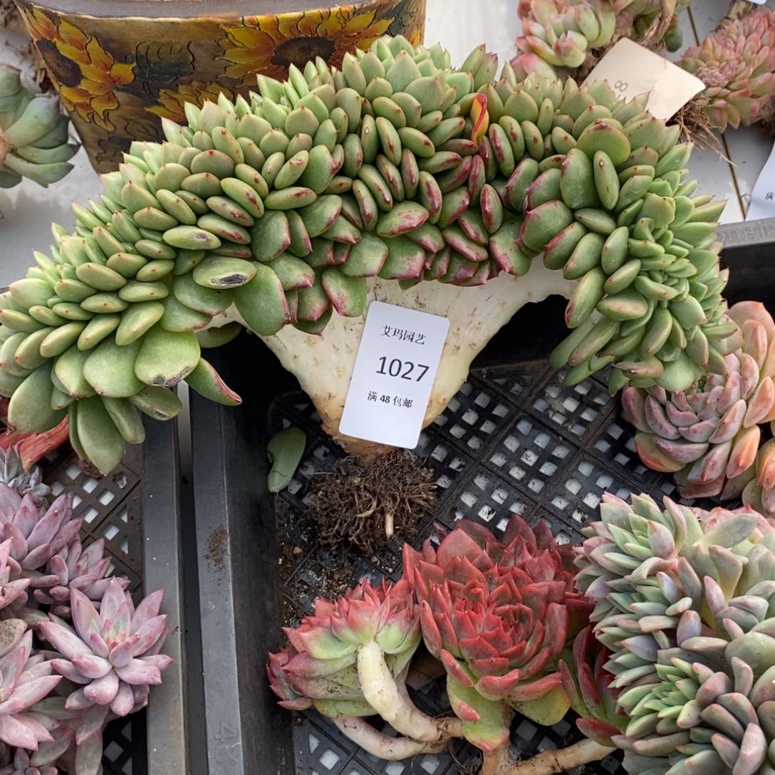 波塞冬缀化多肉多肉027