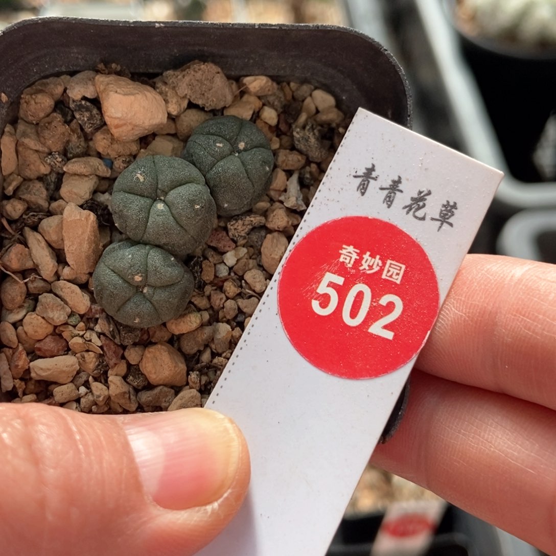 实生海鲜群一颗仙人球