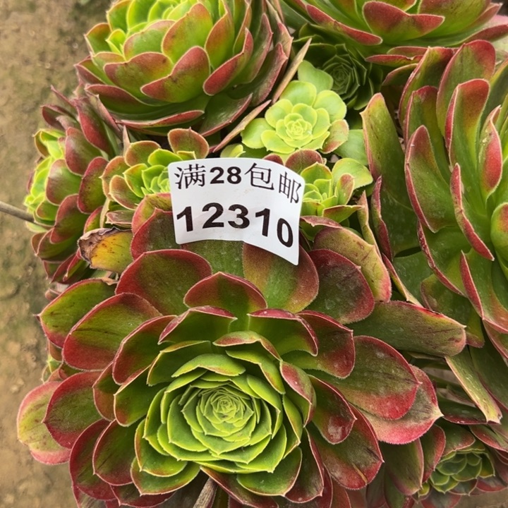 12310奶白多肉植物