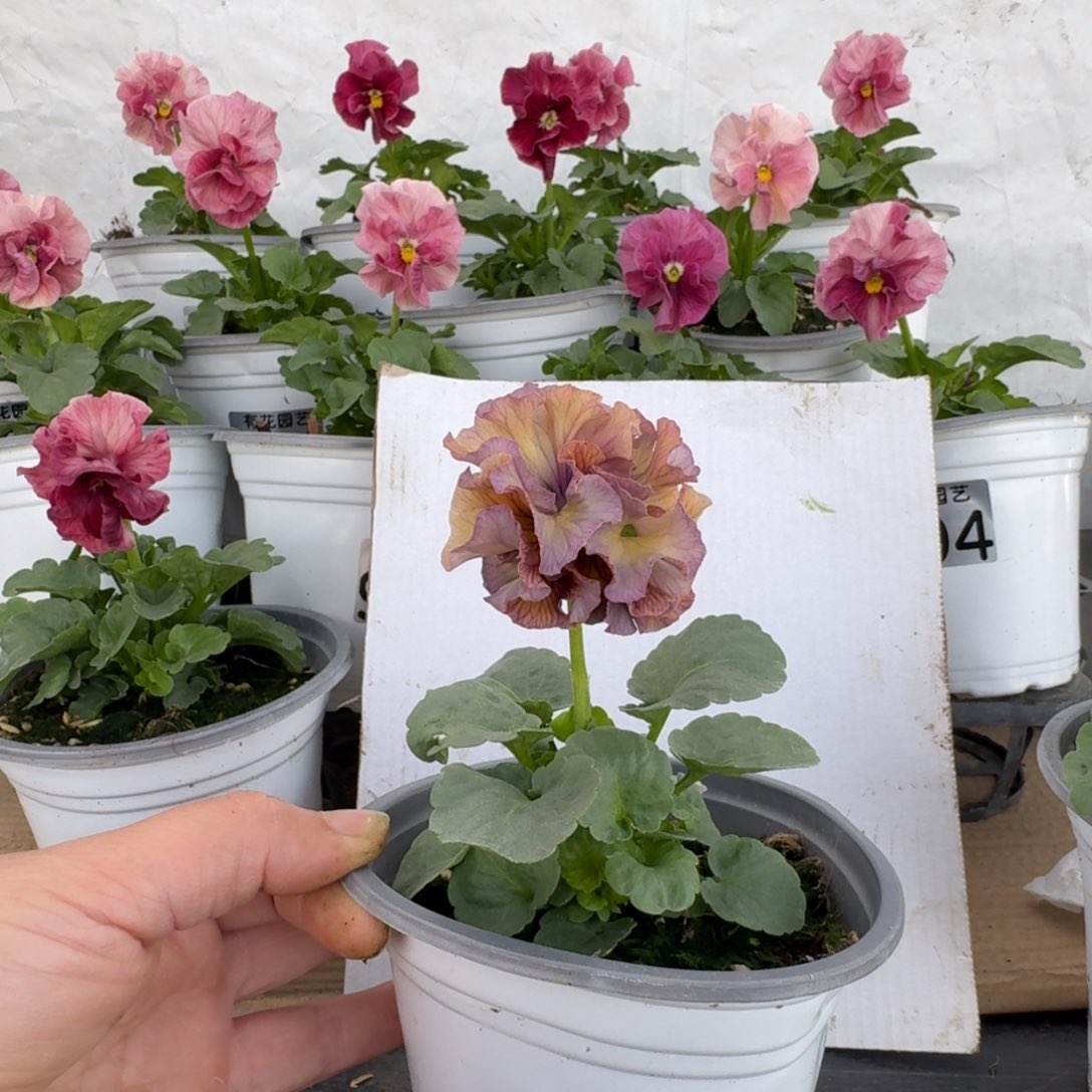 全部花朵003号角堇