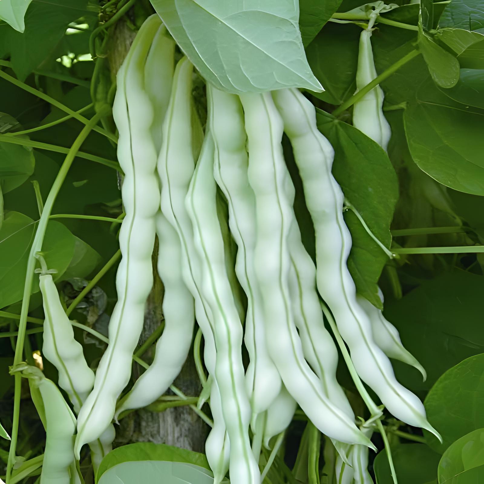 山东新鲜芸豆白不老豆角老来少架豆王四季豆当季蔬菜现摘现发包邮