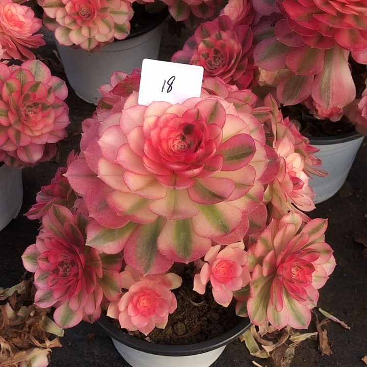 18号 倾城 多肉植物