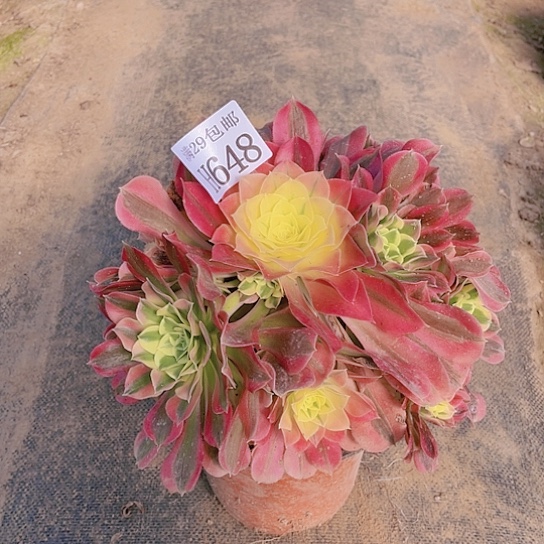 648白凤多肉植物