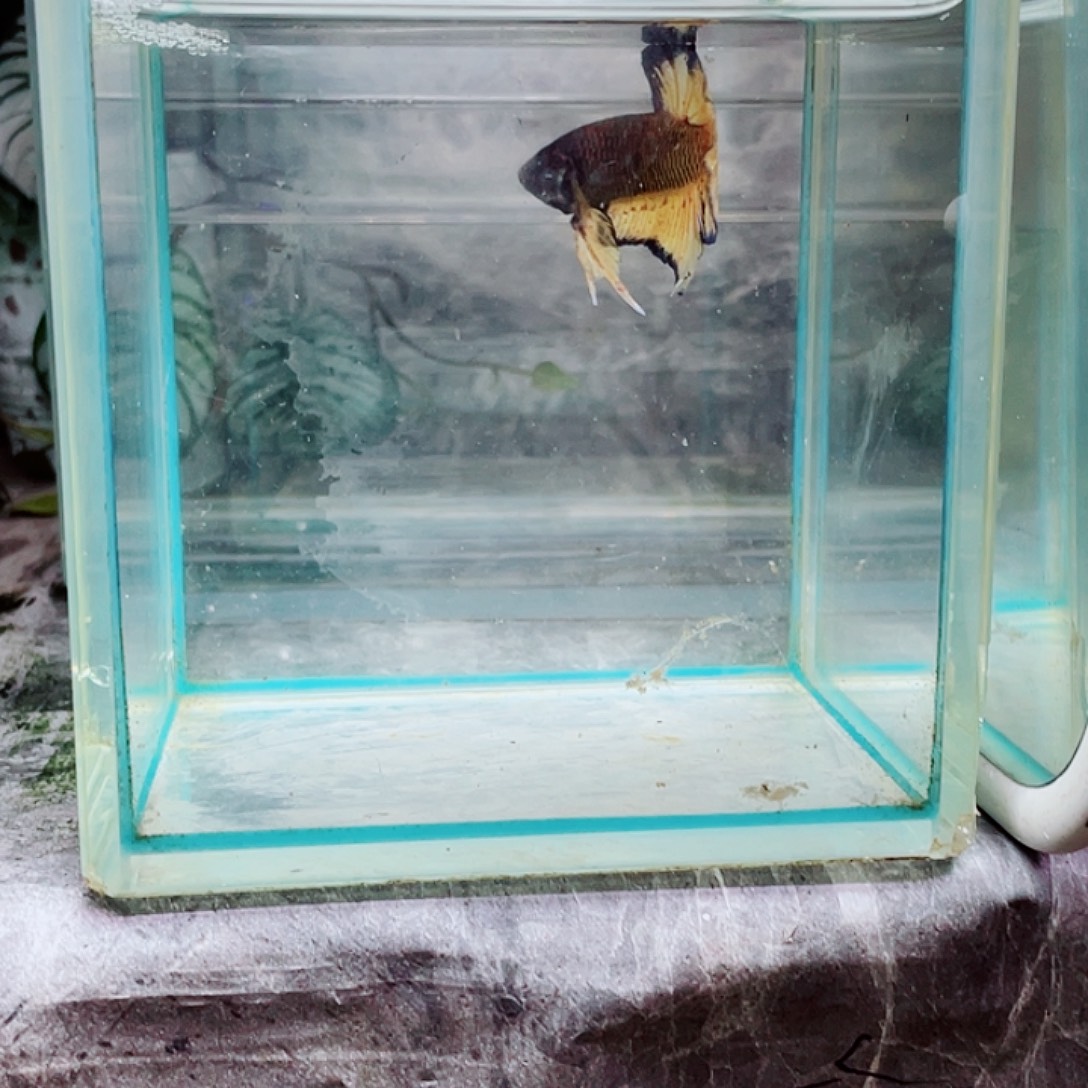 斗鱼育平斗鱼泰国斗鱼