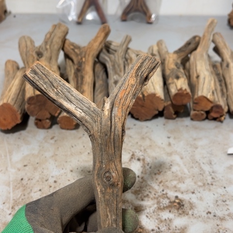 大果紫檀（缅甸花梨）?****?