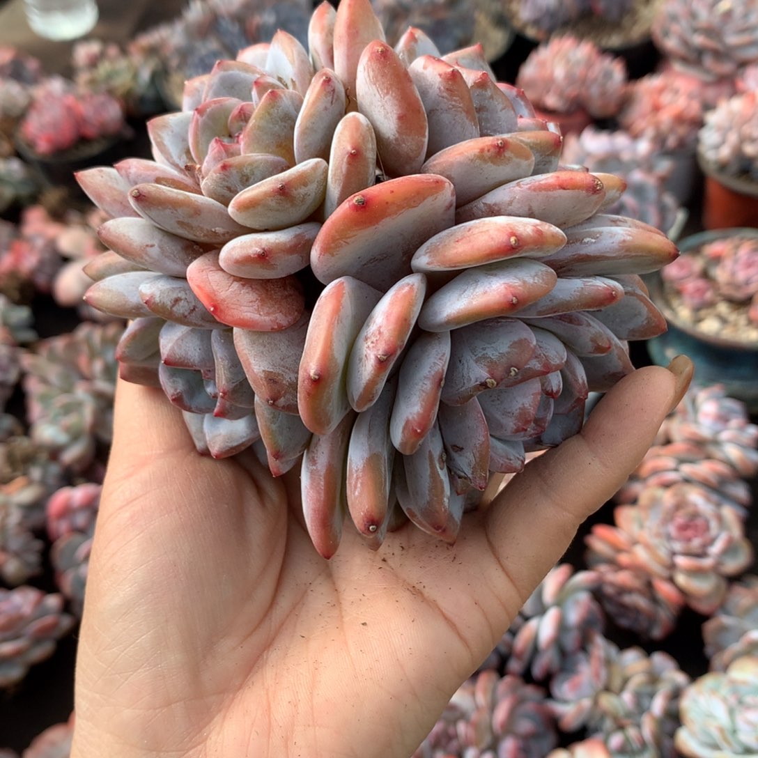 星影哈哈哈哈哈哈哈哈哈哈