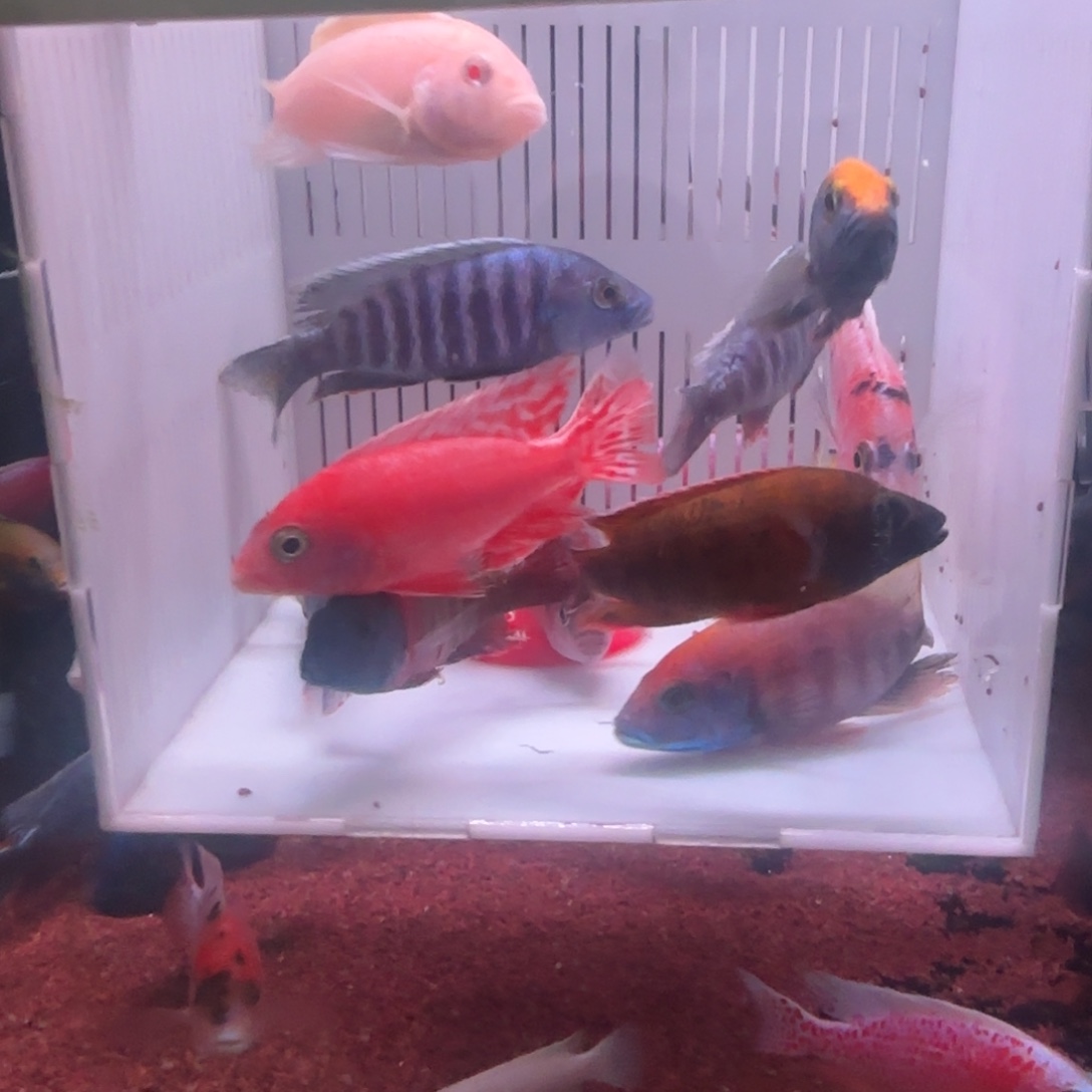 慈鲷鱼直播56号12条其中备损2条