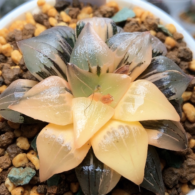 【闪购商品】红纹锦50