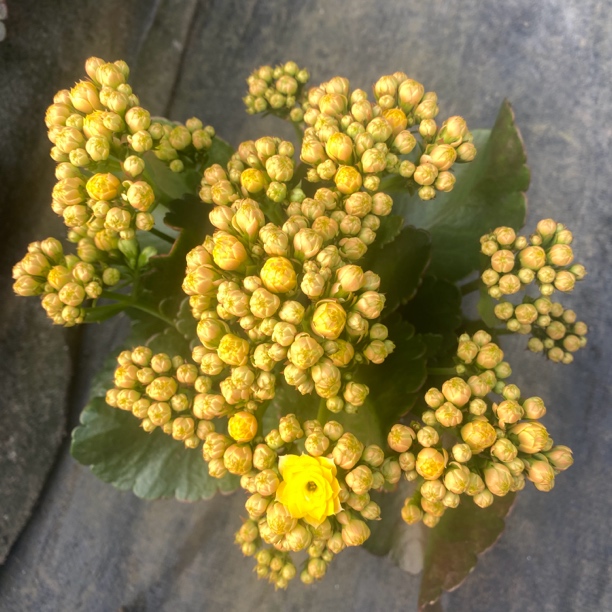 欢乐谷长寿室内盆栽