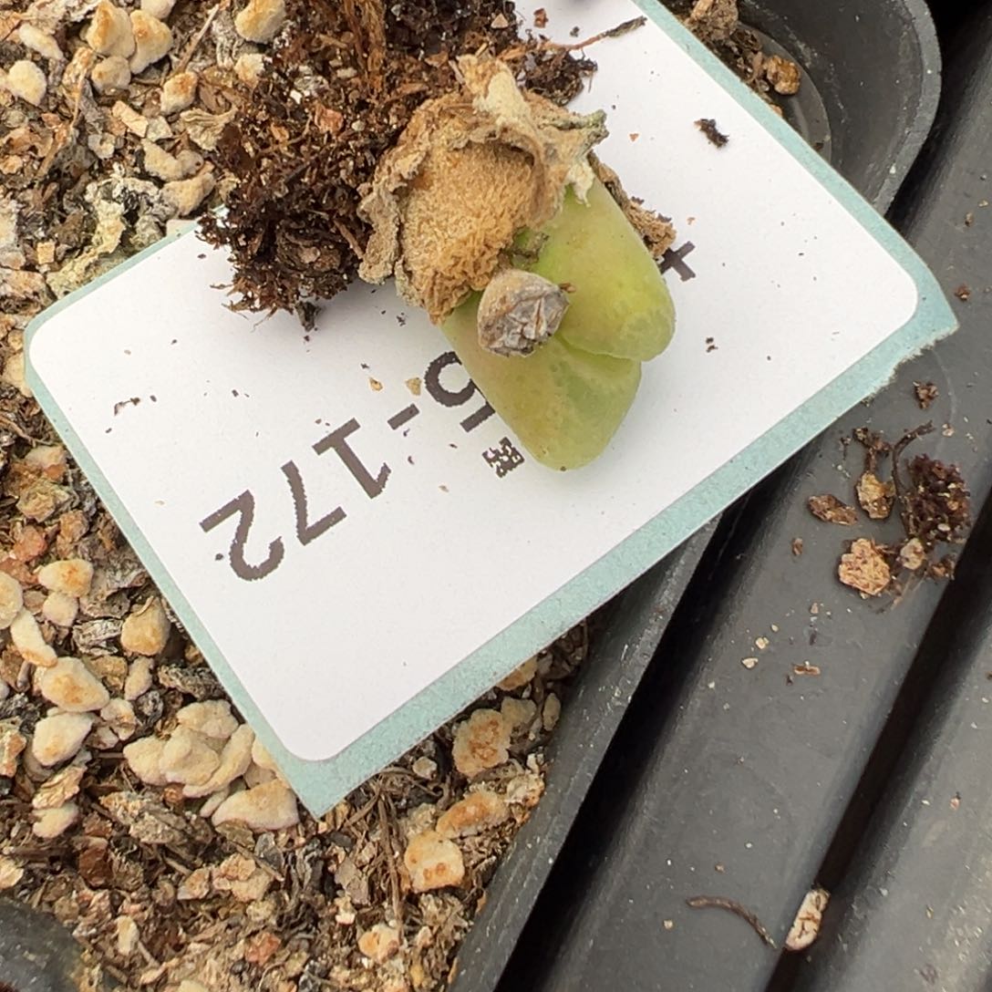 山*渔5-172肉锥多肉植物