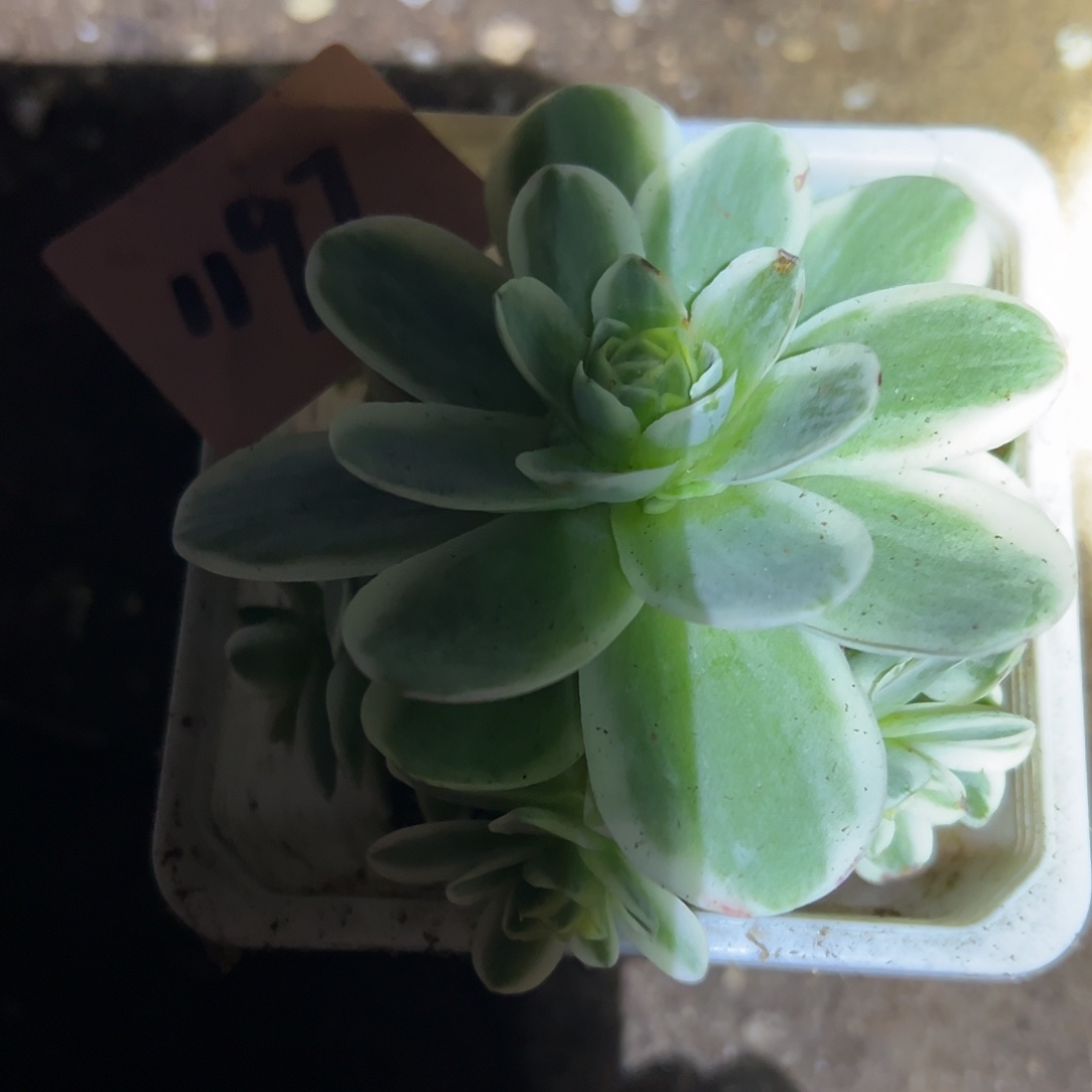 山地玫瑰锦春晓1197号