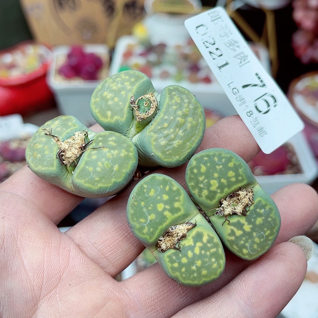 郎哥多肉生石花21-76