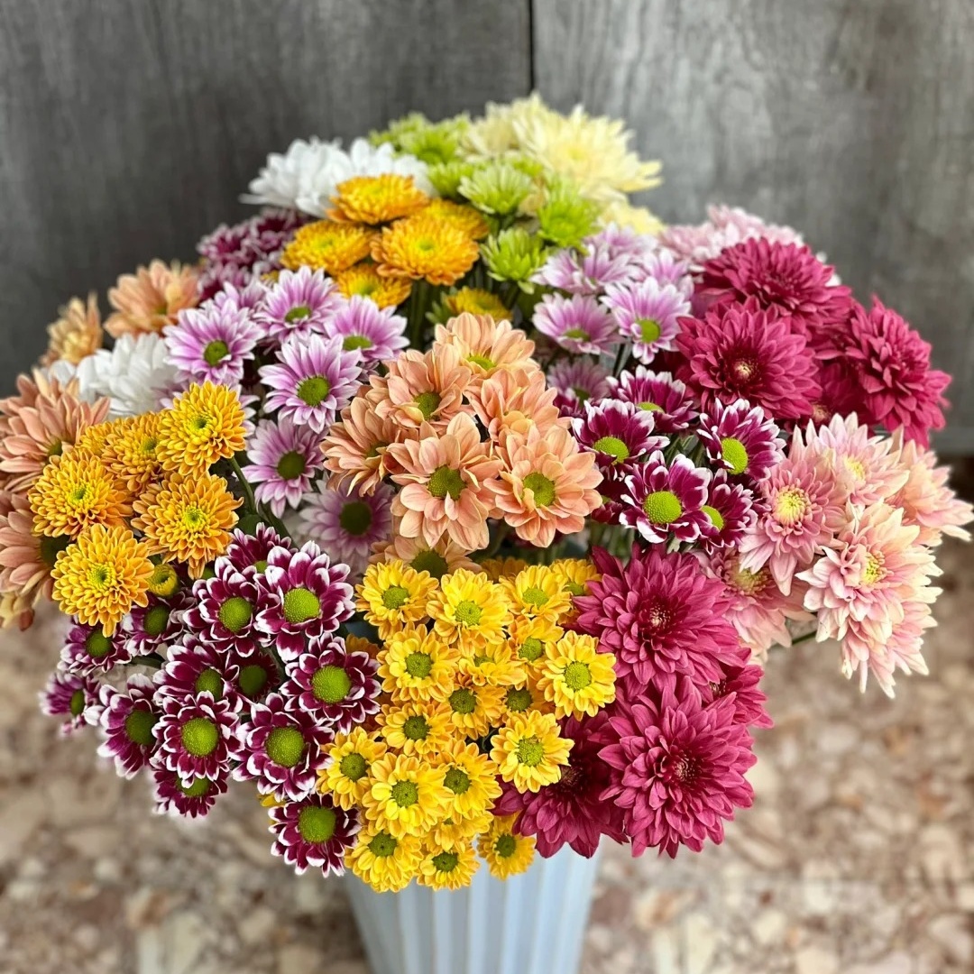 【锦裳花】混色小雏菊  基地直发  两单升级EMS空运/京东冷链