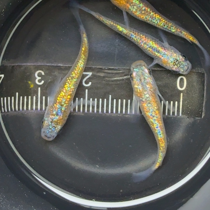 青鳉鱼秘蜜武器1号