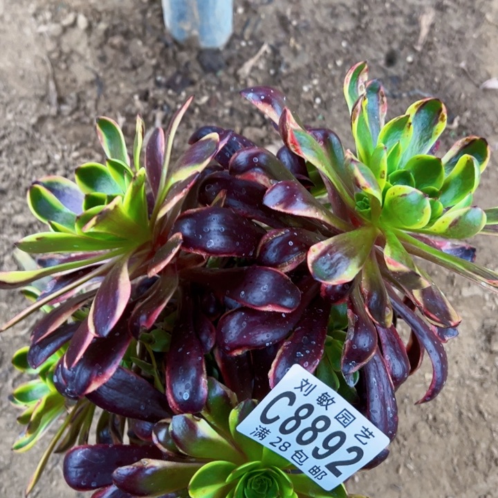 欧丽丽多肉植物法师8892