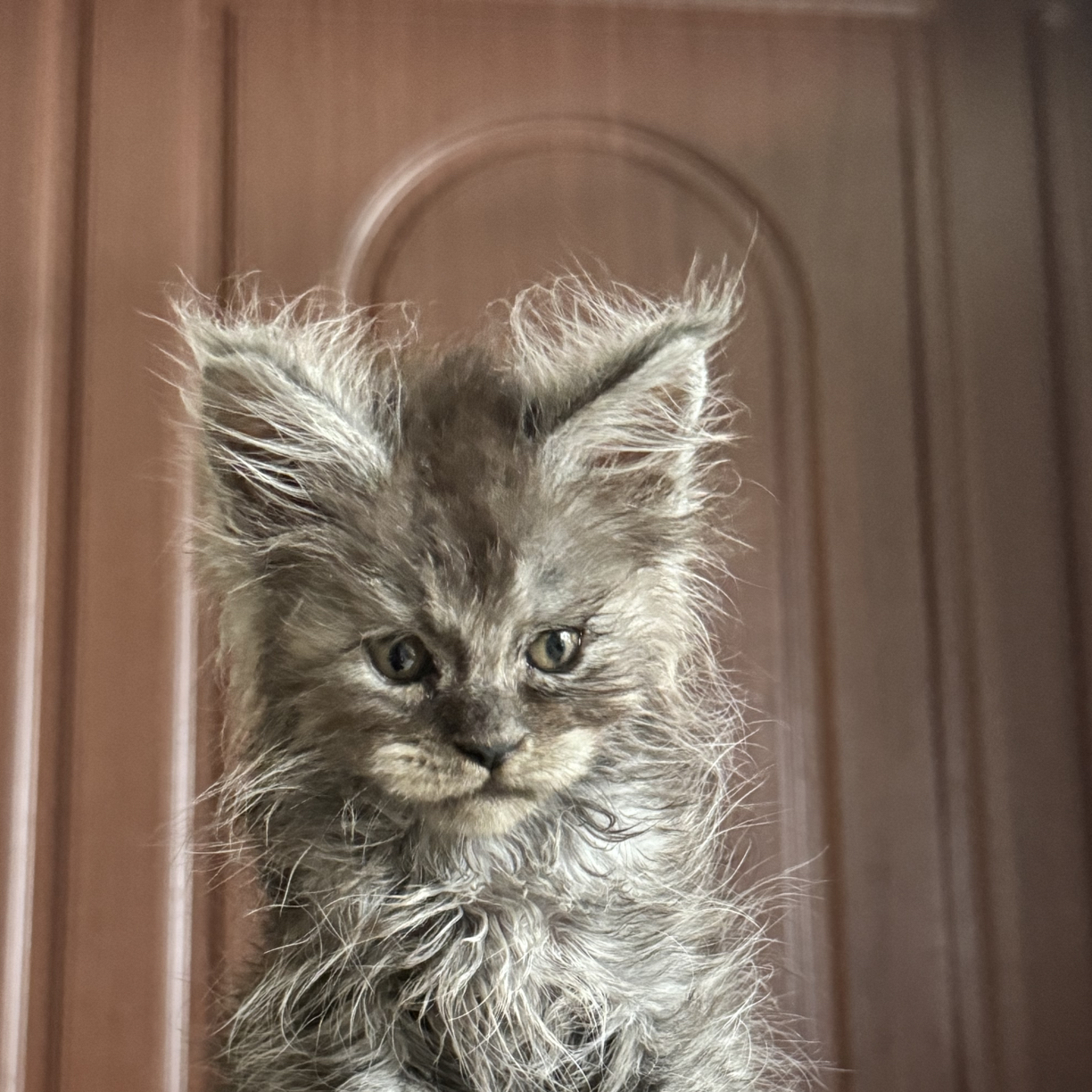 浮意缅因猫大体缅因俄系高端猫咪