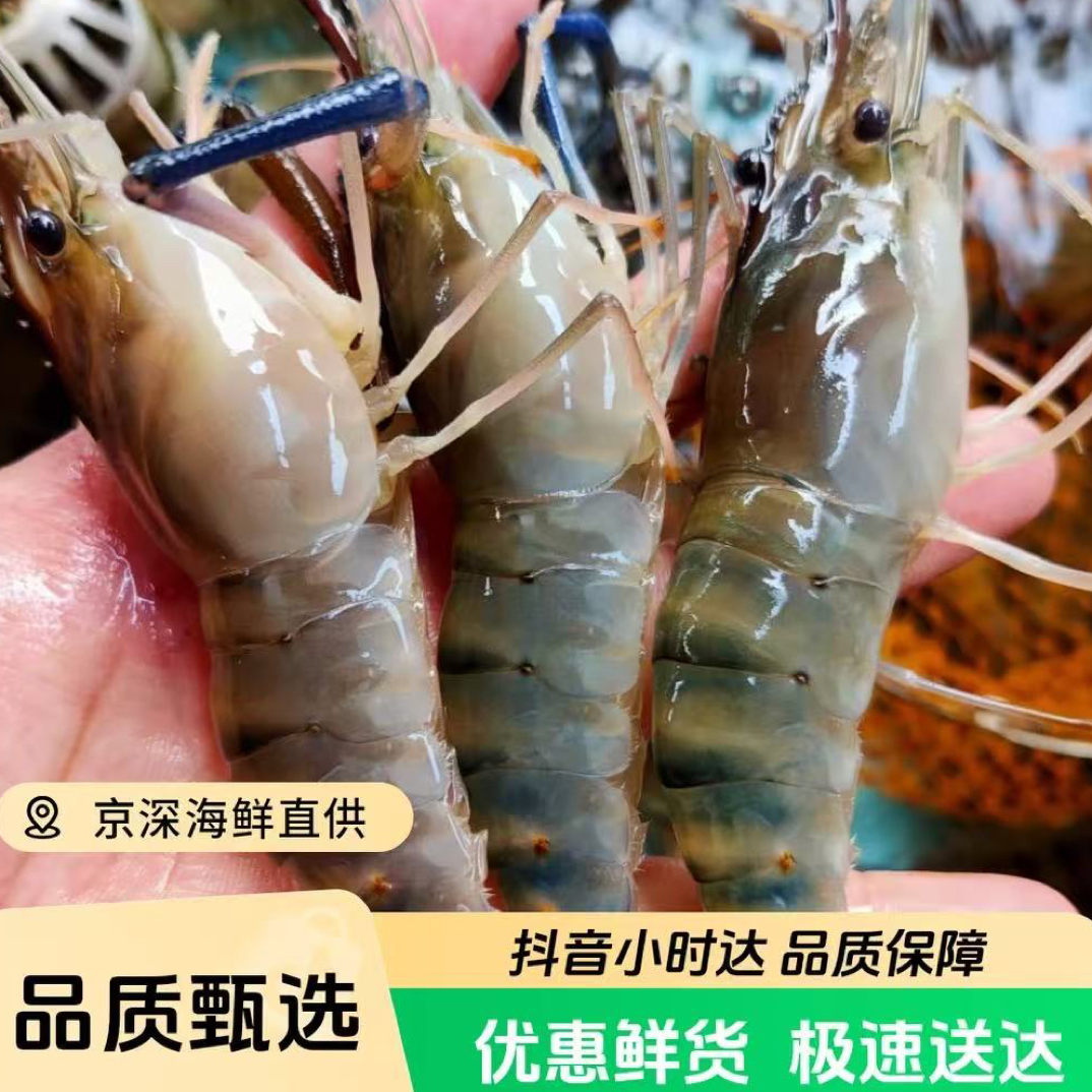 鲜活罗氏虾500g/份 大头虾