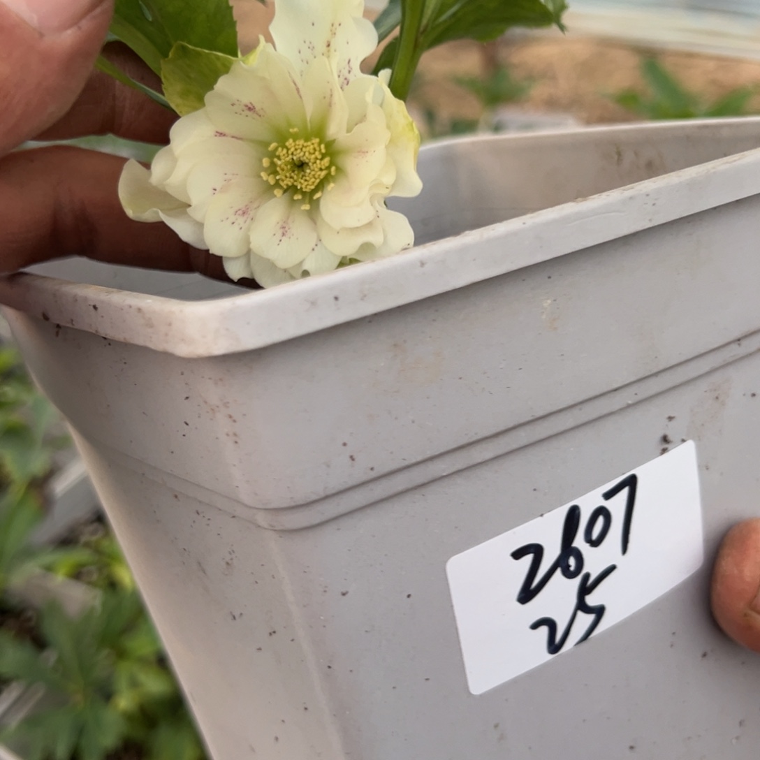 C***l铁筷子一物一拍2607