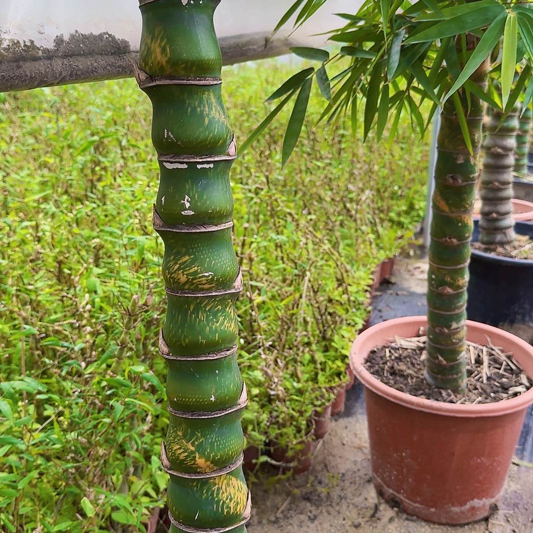 红陶佛肚竹88888