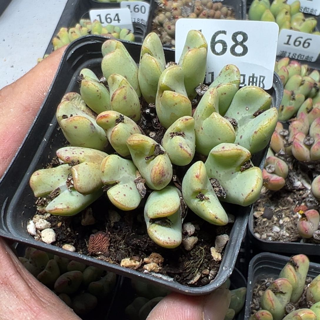 【闪购商品】 168。       