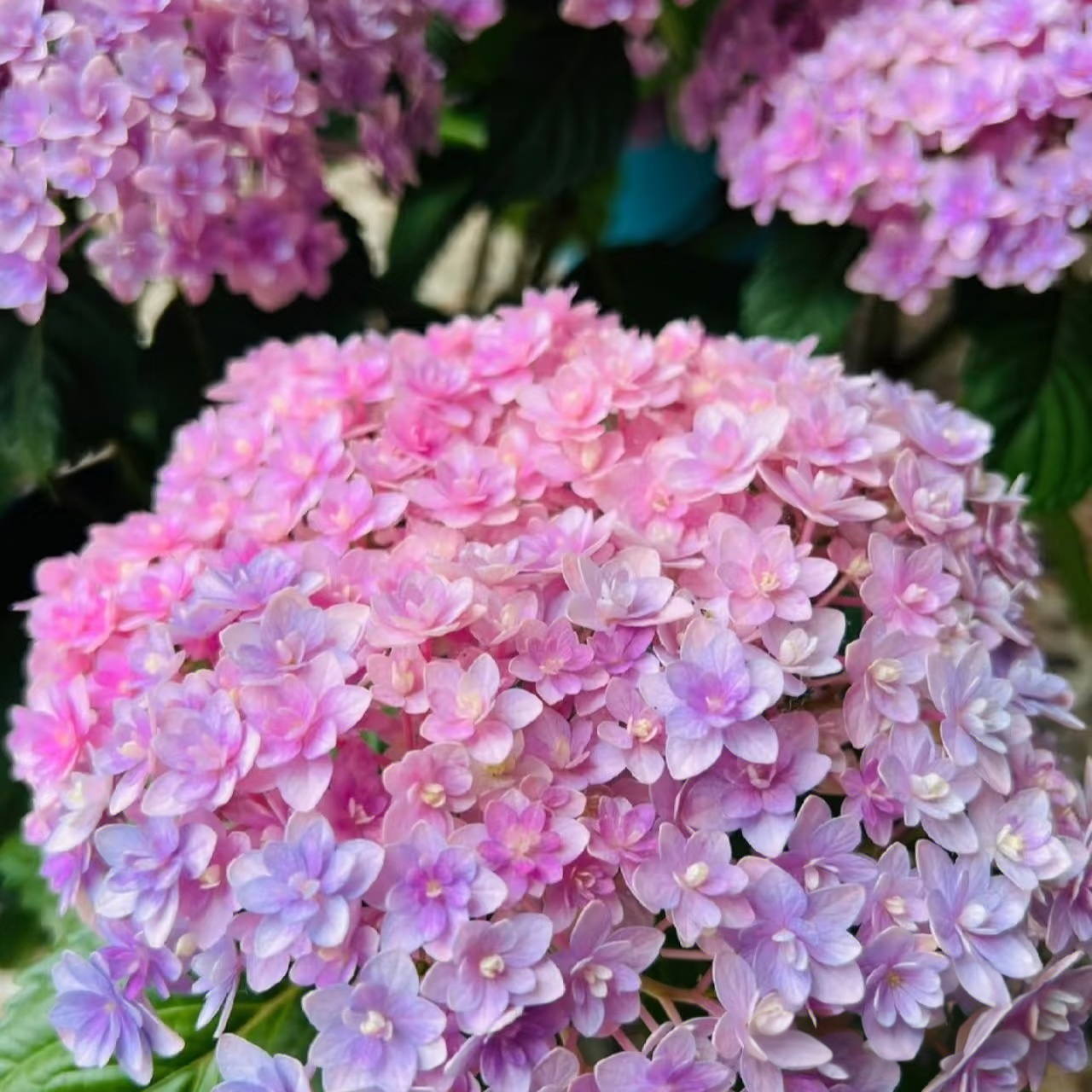 【露天花手鞠】绣球紫色粉色重瓣系列绣球