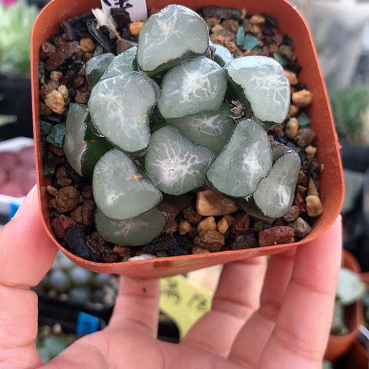 欧大宝一物一拍带盆