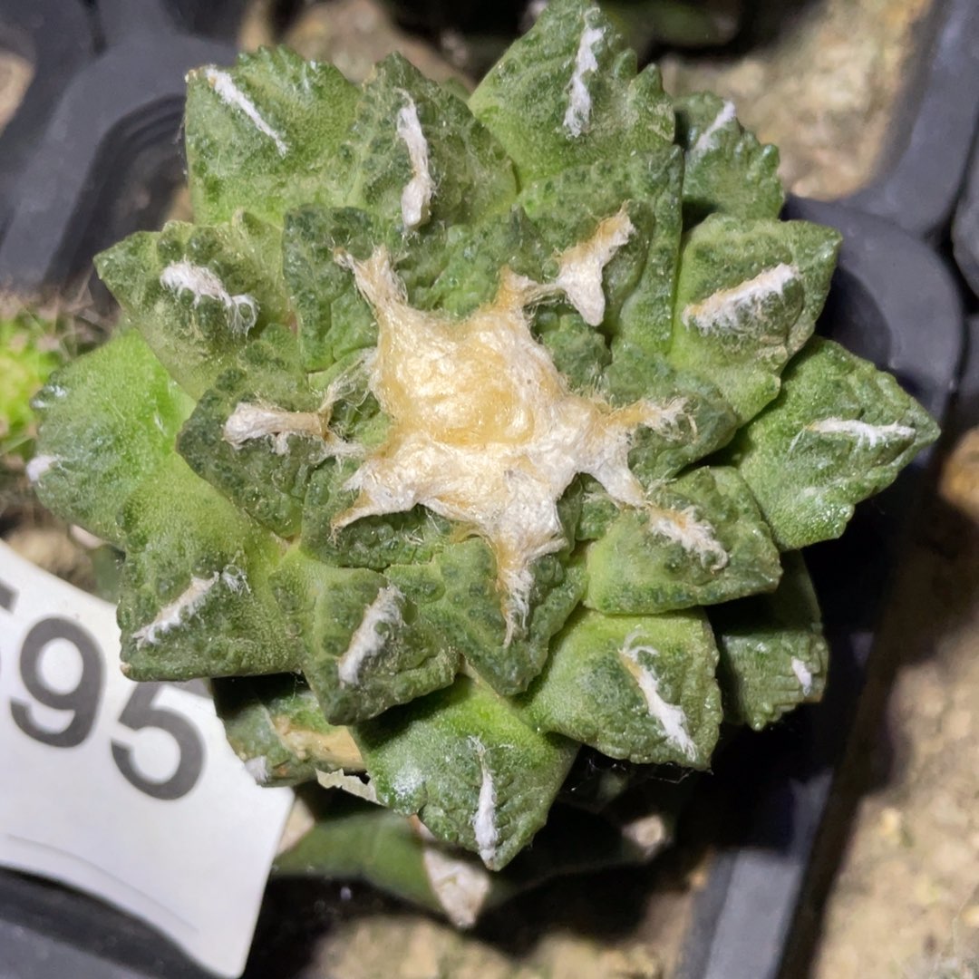 无花朵龟甲牡丹595 仙人球