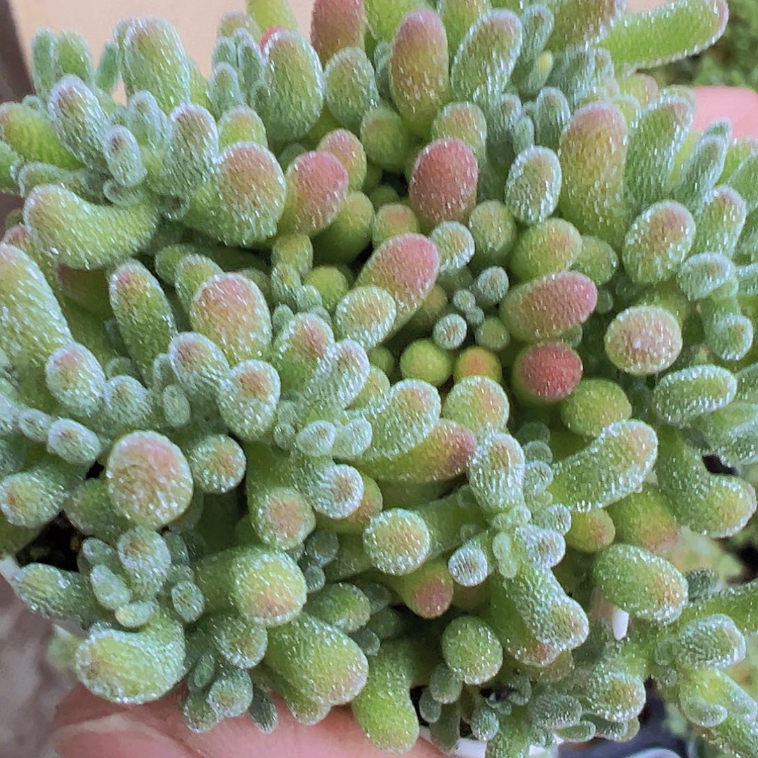 冰水晶19包邮多肉植物