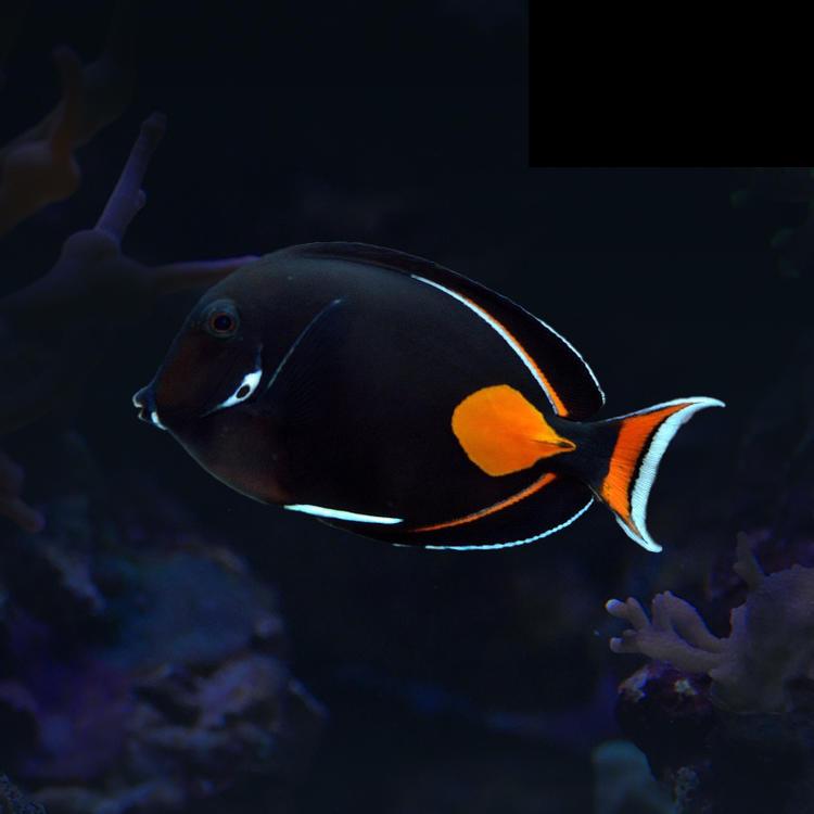 鸡心吊海水鱼热带观赏鱼售后需拍开箱视频（免包装费）