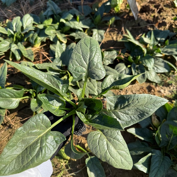 【顺丰包邮】新鲜露天霜打红根趴地菠菜拍3斤发5斤现挖现发